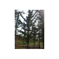 鑫源银杏直销基地