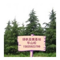 供应华山松，一、二年华山松小苗，营养钵华山松，1-6米华山松