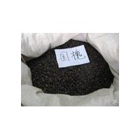 供应【国槐种子||国槐种子||国槐种子||国槐种子||国槐种子】