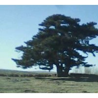 供应各种规格的油松