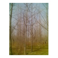 达丰银杏最新银杏树价格