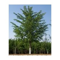 江苏银杏树价格，邳州易诚银杏苗木基地