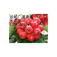 山楂树山楂苗山楂种子山楂苗价格更优