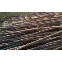 供应米径1-10公分速生杨/中华红叶杨/速生杨107、108