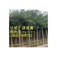山西出售低价8-15公分国槐国槐