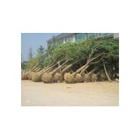 低价营销银杏树