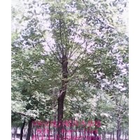 大量供应8--14cm白蜡