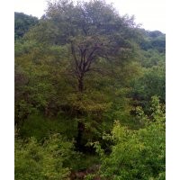 本人 长期供应 海棠 丁香 三角枫 药木瓜