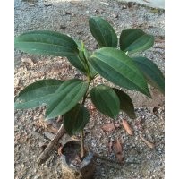 供应绿化小苗:紫檀苗，黄花梨苗，红豆杉苗,绿化种苗