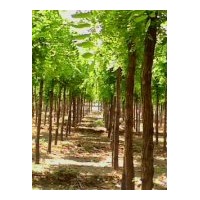 出售刺槐、刺槐基地、刺槐价格