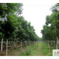 成都低价蓝花楹5-7公分