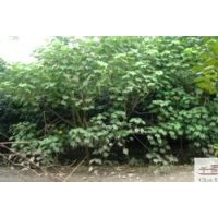 四川成都木芙蓉3-5公分