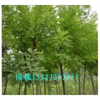 河北国槐 二次定杆国槐价格