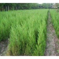 松柏类塔柏.蜀桧.北京桧.洒金柏.龙柏.爬地柏.圆柏.铅笔柏.刺柏