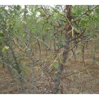 供应2-8公分皂角树