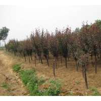 供应紫叶李和从生木槿