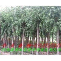 供应垂柳 河北保定垂柳信息