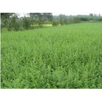 全国水腊.黄杨,龙柏.塔柏.蜀桧.冬青.