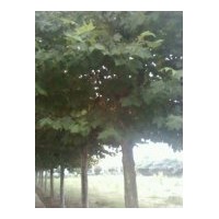 供应国槐 法桐 白蜡 垂柳