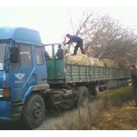 供108速生杨，千头椿,臭椿,白腊,合欢,柳树,毛白杨