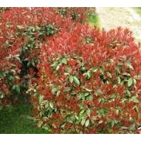 供应红红叶石楠球 红叶石楠图片