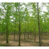 常年供应1-60公分银杏实生苗