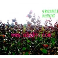 供应彩叶树种全红杨