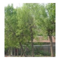 大量供应白蜡、柳树、国槐、合欢、刺槐、臭椿、法桐、银杏、杨树