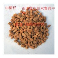 供应文冠籽6吨、山楂籽5吨