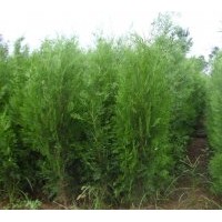 大量供应侧柏、营养钵侧柏、占地侧柏、1-3米侧柏