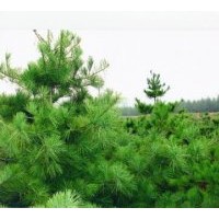 供应华山松 白皮松 油松 雪松 华山松 黑松 樟子松 侧柏