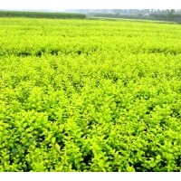 供应红花继木 金叶女贞 大叶黄杨