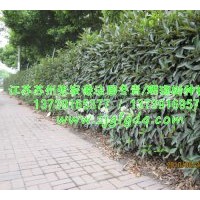 专供法国冬青绿篱/珊瑚树绿篱苗木