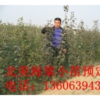 北美海棠苗供应