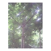 供应 国槐 法桐 白蜡