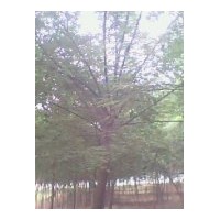 供应山东菏泽 国槐 法桐 白蜡