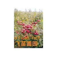 钙果苗+薄壳香、8518. 中林、辽核、香玲、晋龙1-2号