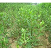 供应花椒苗.香椿苗等