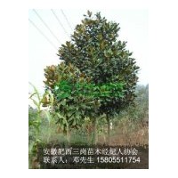 供应广玉兰 各种规格都有