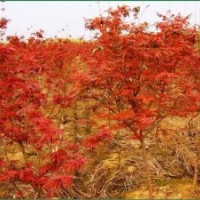 出售罗汉松香樟小苗 江南桤木小苗 枫香 木荷 红豆杉苗价格