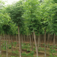 大量出售国槐、法桐、枣树、刺槐、榆树、柳树、白蜡、