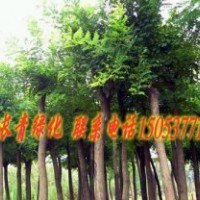 供应苗木 国槐 合欢 法桐 价格