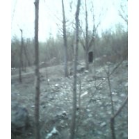 大量出售；8公分白蜡2-3年冒2。8-3米嶻干的