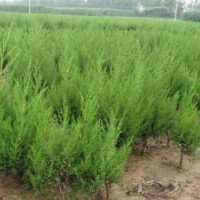 基地批发爬地柏.蜀桧.塔柏.北京桧.洒金柏.龙柏.