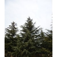 供应国槐、龙爪槐、雪松、蜀桧等