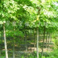 销售榉树、朴树、香樟、栾树、无患子、乐昌含笑、香泡树、石楠、