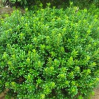 供应海桐，蜀桧，剑麻，雪松，红王子锦带