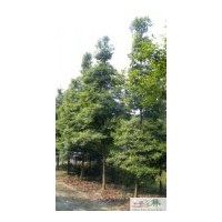 四川苗木桢楠米径8公分