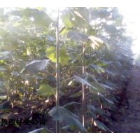 供万亩速生杨，千头椿,臭椿,白腊,合欢,柳树,毛白杨