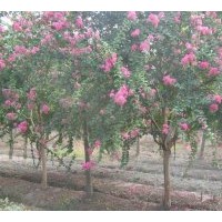 供应百日红、江苏百日红、百日红价格播报